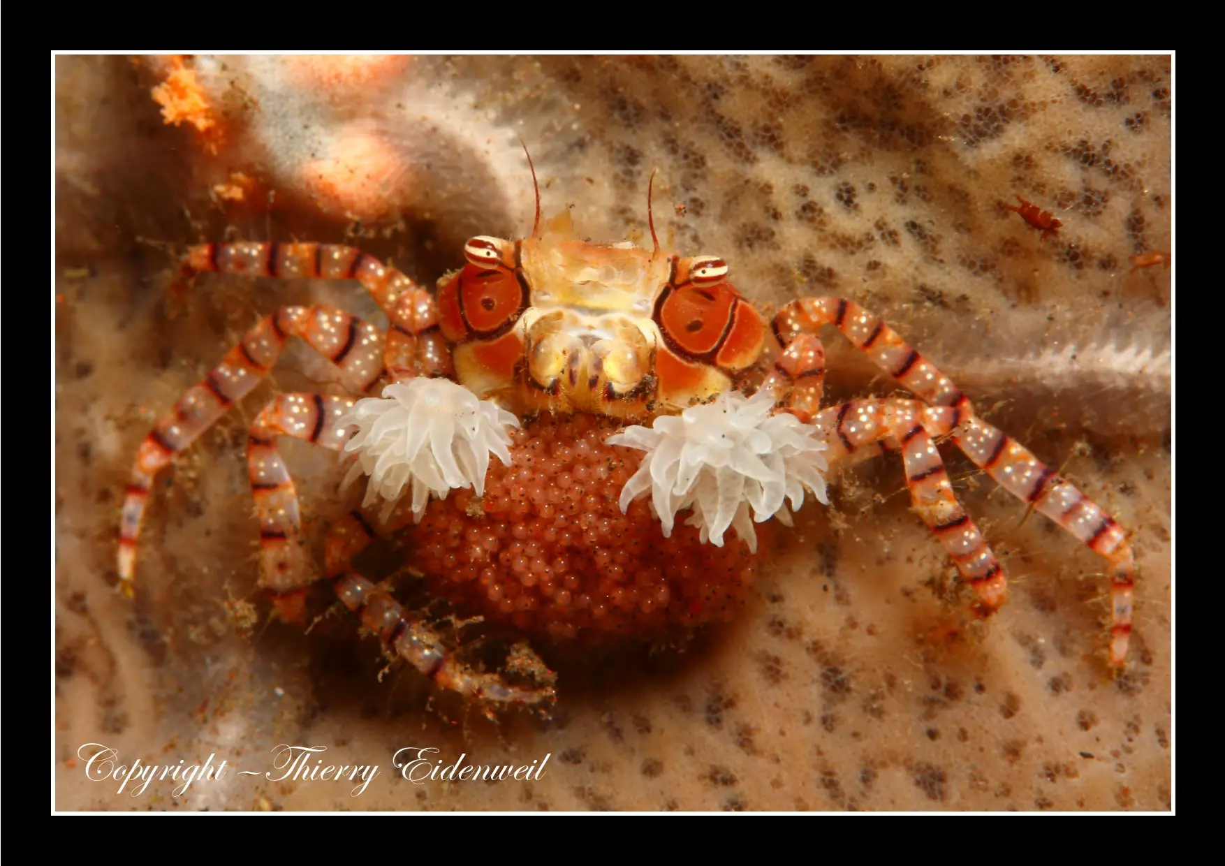 Anilao Macro Dive Media Highlight